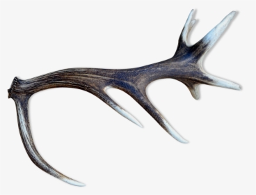 Deer Antlers   Src Https - Spur, HD Png Download, Transparent PNG